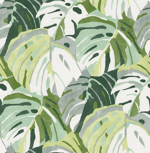2969-26006 Samara Green Monstera Leaf Wallpaper