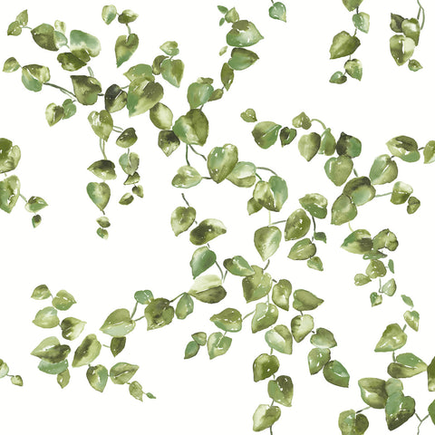 FH4036 Green Creeping Fig Vine Wallpaper